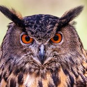 2022-04-03_067704_WTA_R5 Center for Birds of Prey Charleston, SC Eurasian Eagle Owl