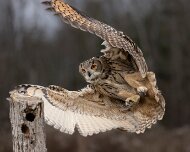 2022-11-28_167265_WTA_R5 Canadian Raptor Conservancy