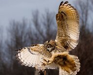2022-11-28_167295_WTA_R5 Canadian Raptor Conservancy