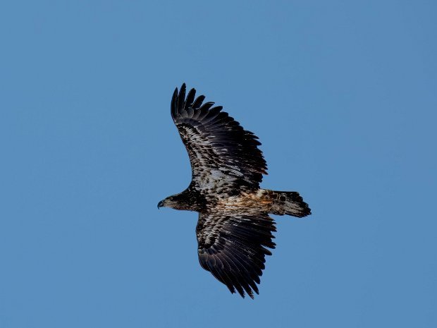 Golden Eagle