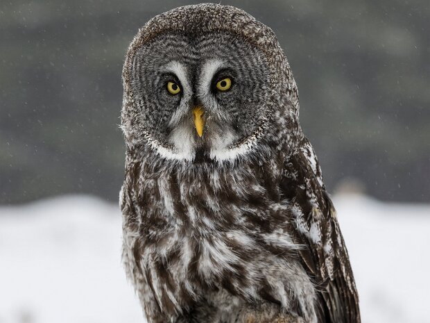 Great Grey Owl