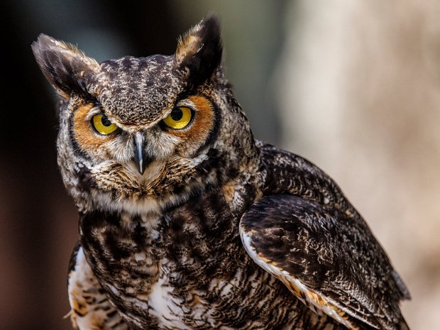 Great Horned Owl