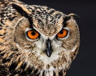 2018-02-11_48543_WTA_5DM4 Canadian Raptor Conservancy