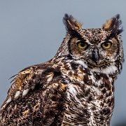 2022-11-28_164607_WTA_R5 Canadian Raptor Conservancy