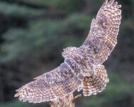 2022-11-29_130372_WTA_R5 Great Horned Owl Canadian Raptor Conservancy
