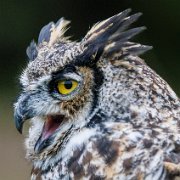 2022-11-29_130402_WTA_R5 Canadian Raptor Conservancy