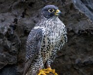 2022-11-29_132637_WTA_R5 Canadian Raptor Conservancy