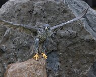 2022-11-29_132771_WTA_R5 Canadian Raptor Conservancy