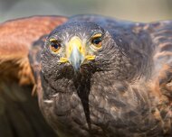 2022-04-03_064524_WTA_R5 Center for Birds of Prey Charleston, SC Harris Hawk