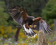 2026-09-21_337091_WTA_R5m2 Canadian Raptor Conservancy Simcoe, Ontario