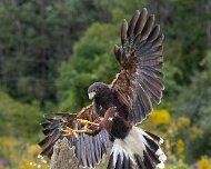2026-09-21_337173_WTA_R5m2 Canadian Raptor Conservancy Simcoe, Ontario