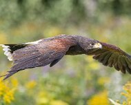 2026-09-22_341111_WTA_R5m2 Canadian Raptor Conservancy Simcoe, Ontario
