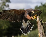 2026-09-22_341362_WTA_R5m2 Canadian Raptor Conservancy Simcoe, Ontario