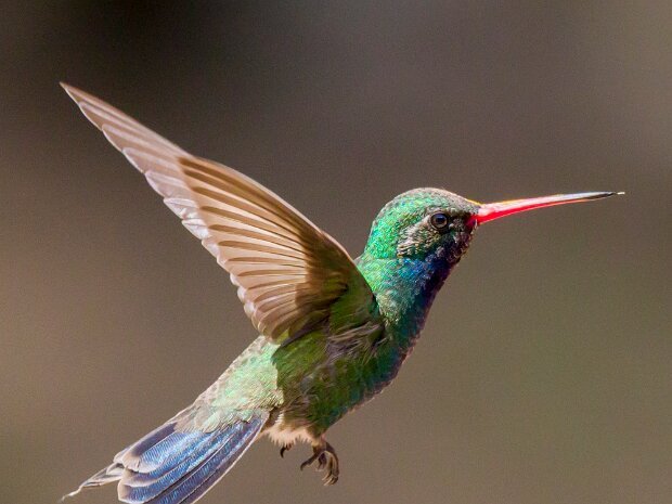 Hummingbird