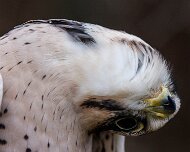 2022-11-29_132426_WTA_R5 Canadian Raptor Conservancy