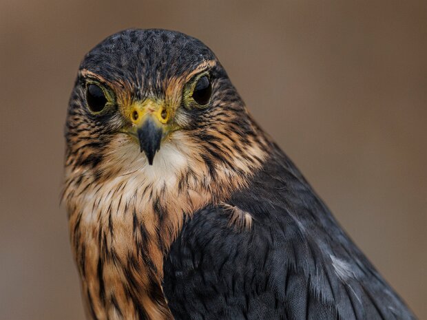 Merlin Falcon