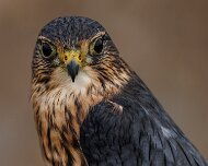 2022-11-28_166760_WTA_R5 Canadian Raptor Conservancy