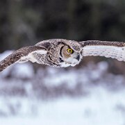 2018-02-11_47665_WTA_5DM4 Canadian Raptor Conservancy