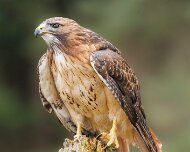 2022-11-28_166945_WTA_R5 Canadian Raptor Conservancy