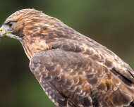 2022-11-28_166981_WTA_R5 Canadian Raptor Conservancy