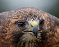 2022-11-28_167068_WTA_R5 Canadian Raptor Conservancy