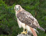 2026-09-21_336509_WTA_R5m2 Canadian Raptor Conservancy Simcoe, Ontario