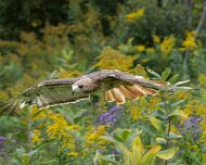 2026-09-21_336683_WTA_R5m2 Canadian Raptor Conservancy Simcoe, Ontario