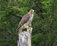 2026-09-21_336714_WTA_R5m2 Canadian Raptor Conservancy Simcoe, Ontario