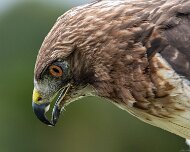 2026-09-21_336864_WTA_R5m2 Canadian Raptor Conservancy Simcoe, Ontario