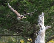 2026-09-22_340580_WTA_R5m2 Canadian Raptor Conservancy Simcoe, Ontario