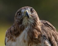 2026-09-22_340789_WTA_R5m2 Canadian Raptor Conservancy Simcoe, Ontario