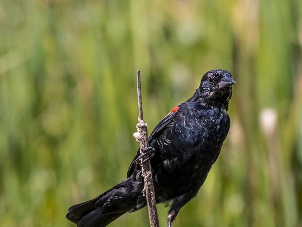 Red winged Blackbird