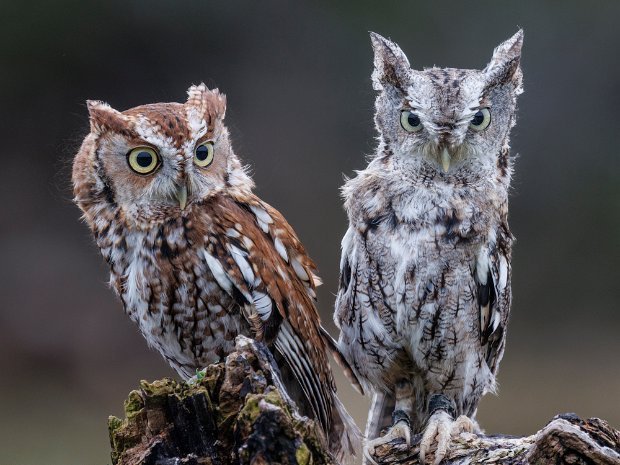 Screech Owl