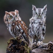 2022-11-28_164739_WTA_R5 Canadian Raptor Conservancy