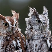 2022-11-28_164893_WTA_R5 Canadian Raptor Conservancy