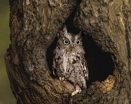 2026-09-21_337576_WTA_R5m2 Screech Owl Canadian Raptor Conservancy Simcoe, Ontario