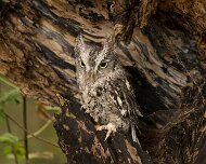 2026-09-21_337656_WTA_R5m2 Screech Owl Canadian Raptor Conservancy Simcoe, Ontario