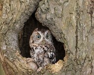 2026-09-22_341526_WTA_R5m2 Screech Owl Canadian Raptor Conservancy Simcoe, Ontario