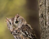 2026-09-22_341636_WTA_R5m2 Screech Owl Canadian Raptor Conservancy Simcoe, Ontario