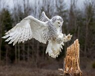 2022-11-28_167472_WTA_R5 Snow Owl Canadian Raptor Conservancy
