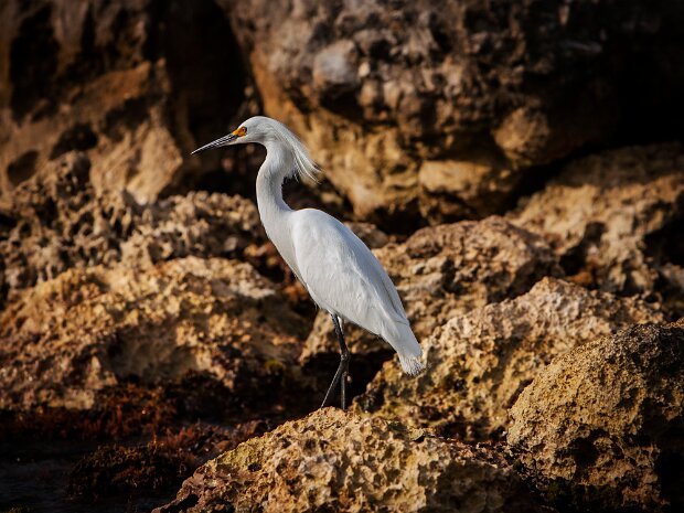 Snowy Egret