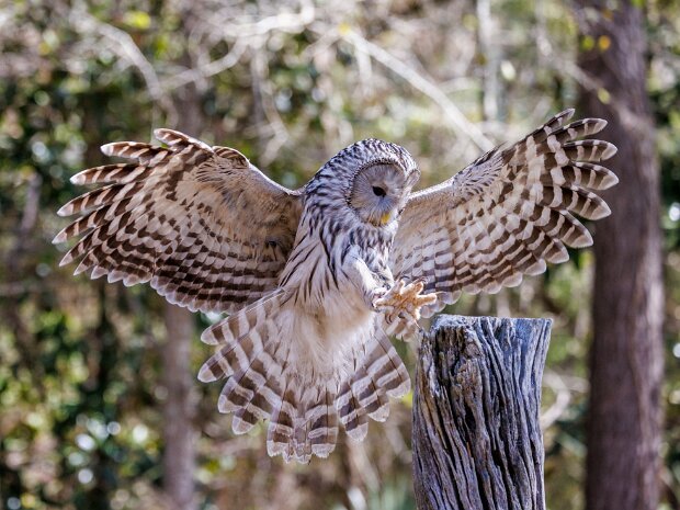 Ural Owl