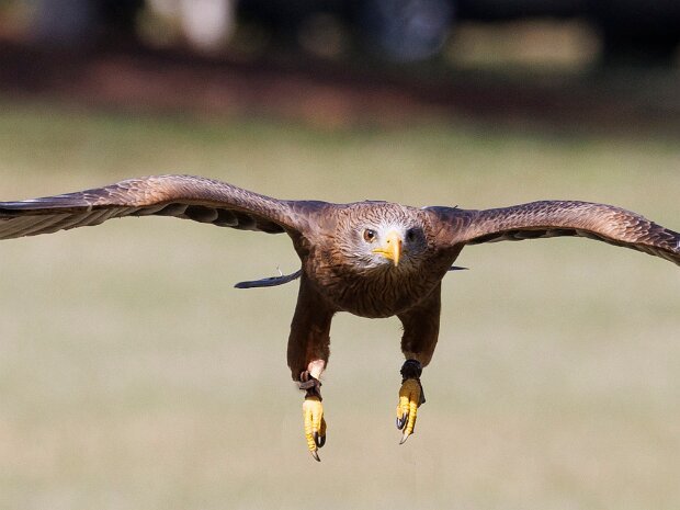 Yellow Billed Kite