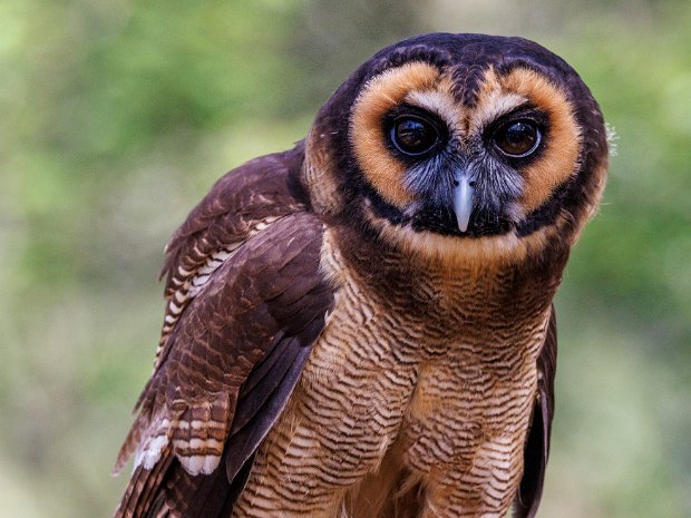 Asian Brown Owl