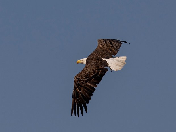 Bald Eagle