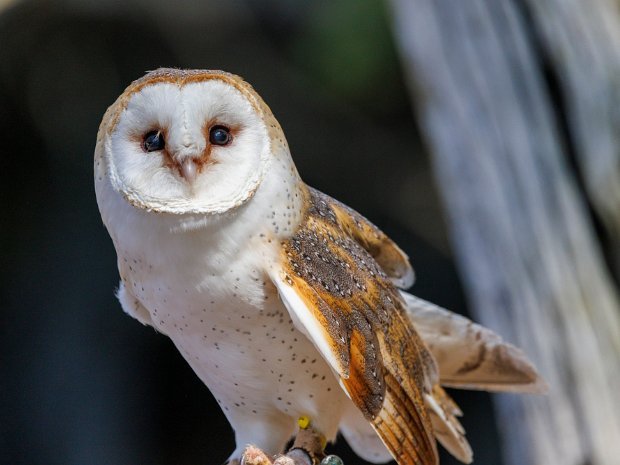 Barn Owl