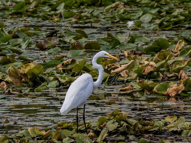 Egret