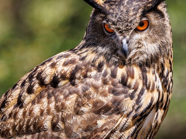 Eurasian Eagle Owl