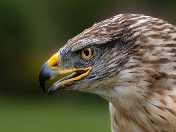 Ferruginous Hawk