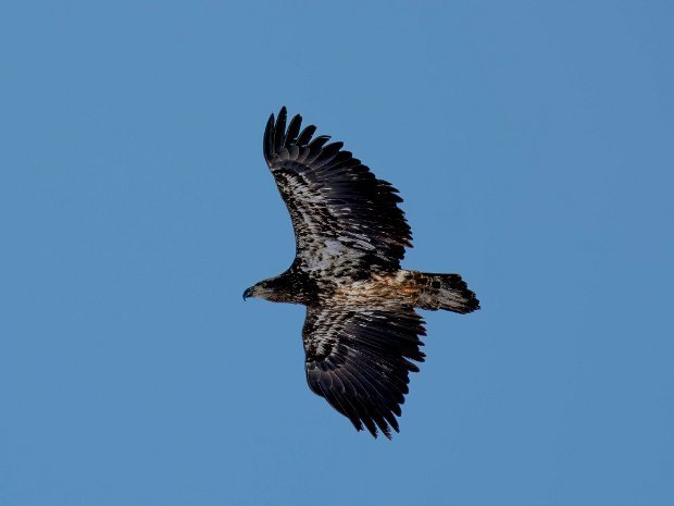 Golden Eagle